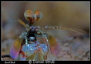 Boxing mantis shrimp :-D by Daniel Strub 